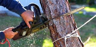 Best Storm Damage Tree Cleanup  in Attla, AL