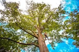 Trusted Attalla, AL Tree Removal Experts