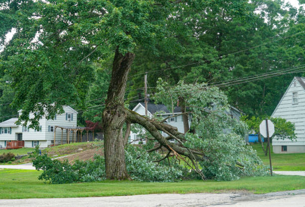 Best Lot and Land Clearing  in Attla, AL